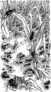 Джеральд Даррелл - Мясной рулет. ВСТРЕЧИ С ЖИВОТНЫМИ