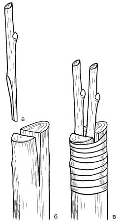 Галина Серикова - Прививка плодовых деревьев: распространенные ошибки и секреты...