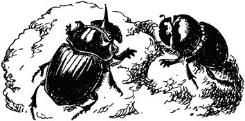 Жан-Анри Фабр - Жизнь насекомых. Рассказы энтомолога