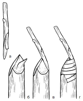 Галина Серикова - Прививка плодовых деревьев: распространенные ошибки и секреты...