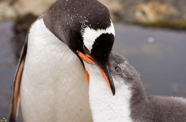 Владимир Ромашкин - Загадки исчезнувших цивилизаций. Часть I. Загадочная Антарктида