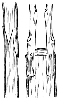 Галина Серикова - Прививка плодовых деревьев: распространенные ошибки и секреты...