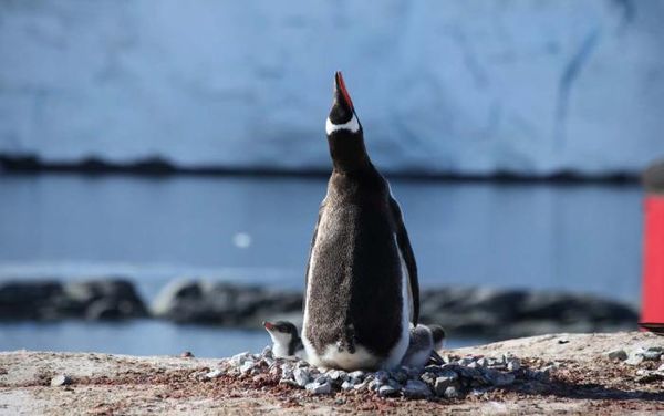 Владимир Ромашкин - Загадки исчезнувших цивилизаций. Часть I. Загадочная Антарктида