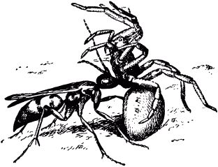 Жан-Анри Фабр - Жизнь насекомых. Рассказы энтомолога