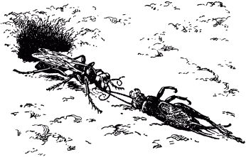 Жан-Анри Фабр - Жизнь насекомых. Рассказы энтомолога