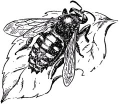 Жан-Анри Фабр - Жизнь насекомых. Рассказы энтомолога