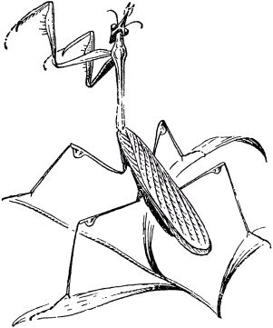 Жан-Анри Фабр - Жизнь насекомых. Рассказы энтомолога