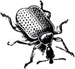 Жизнь насекомых. Рассказы энтомолога