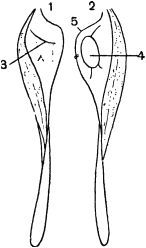 Жан-Анри Фабр - Жизнь насекомых. Рассказы энтомолога
