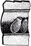 Жан-Анри Фабр - Жизнь насекомых. Рассказы энтомолога