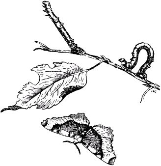 Жан-Анри Фабр - Жизнь насекомых. Рассказы энтомолога