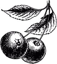 Жан-Анри Фабр - Жизнь насекомых. Рассказы энтомолога