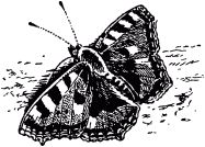 Жизнь насекомых. Рассказы энтомолога