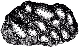 Жан-Анри Фабр - Жизнь насекомых. Рассказы энтомолога