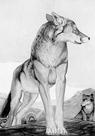 Елена Коровина - Знаем ли мы свои любимые сказки? Тайны и секреты сказочных...