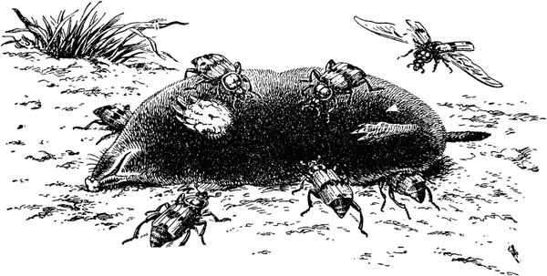 Жан-Анри Фабр - Жизнь насекомых. Рассказы энтомолога