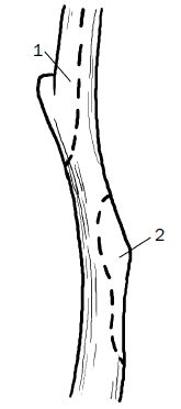 Галина Серикова - Прививка плодовых деревьев: распространенные ошибки и секреты...