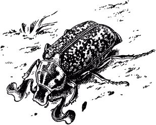 Жан-Анри Фабр - Жизнь насекомых. Рассказы энтомолога