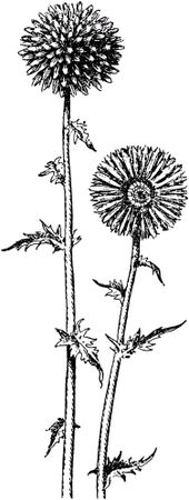 Жан-Анри Фабр - Жизнь насекомых. Рассказы энтомолога