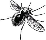 Жизнь насекомых. Рассказы энтомолога