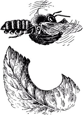 Жан-Анри Фабр - Жизнь насекомых. Рассказы энтомолога