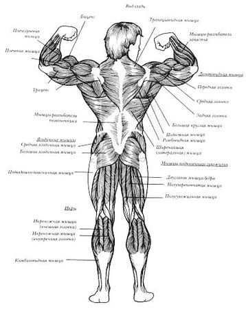 Арнольд Шварценеггер, Билл Доббинс - Новая энциклопедия бодибилдинга. Кн.2....