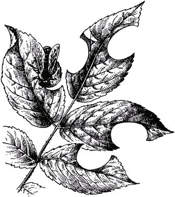 Жан-Анри Фабр - Жизнь насекомых. Рассказы энтомолога