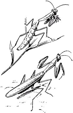 Жан-Анри Фабр - Жизнь насекомых. Рассказы энтомолога