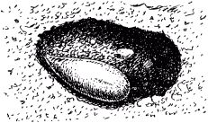 Жизнь насекомых. Рассказы энтомолога