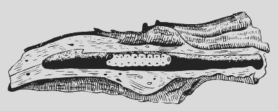 Николай Звонарев - Крыжовник. Сажаем, выращиваем, заготавливаем
