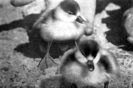 Роальд Потапов - Неведомый Памир