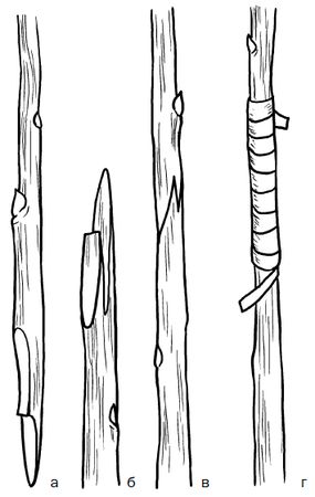 Галина Серикова - Прививка плодовых деревьев: распространенные ошибки и секреты...