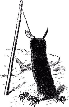 Жан-Анри Фабр - Жизнь насекомых. Рассказы энтомолога