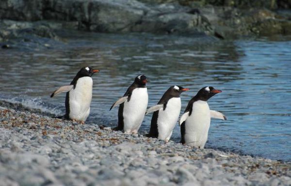 Владимир Ромашкин - Загадки исчезнувших цивилизаций. Часть I. Загадочная Антарктида