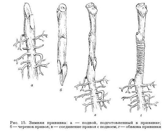 Оксана Петросян - Садовые деревья и кустарники