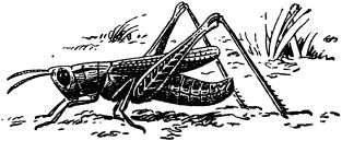 Жизнь насекомых. Рассказы энтомолога