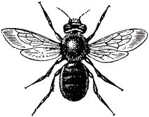 Жан-Анри Фабр - Жизнь насекомых. Рассказы энтомолога