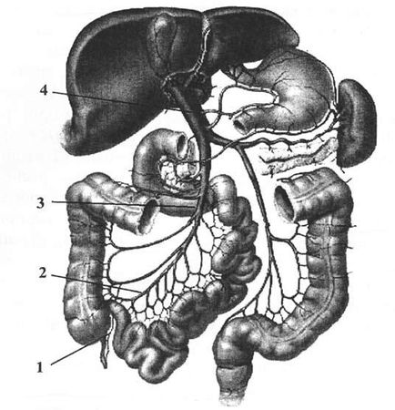 Коллектив авторов - Избранные лекции по факультетской хирургии: учебное пособие