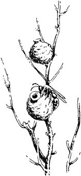 Жан-Анри Фабр - Жизнь насекомых. Рассказы энтомолога