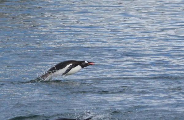 Владимир Ромашкин - Загадки исчезнувших цивилизаций. Часть I. Загадочная Антарктида