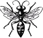 Жизнь насекомых. Рассказы энтомолога