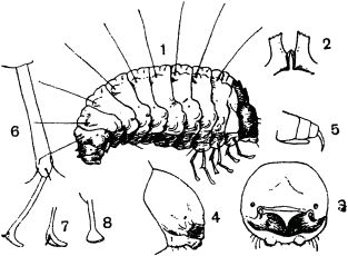 Жан-Анри Фабр - Жизнь насекомых. Рассказы энтомолога