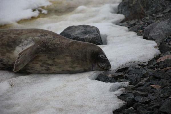 Владимир Ромашкин - Загадки исчезнувших цивилизаций. Часть I. Загадочная Антарктида