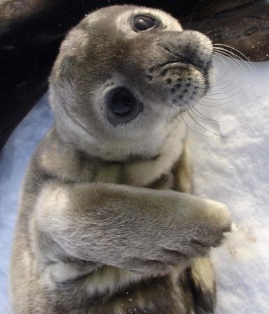 Владимир Ромашкин - Загадки исчезнувших цивилизаций. Часть I. Загадочная Антарктида
