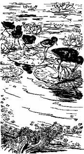 Джеральд Даррелл - Мясной рулет. ВСТРЕЧИ С ЖИВОТНЫМИ