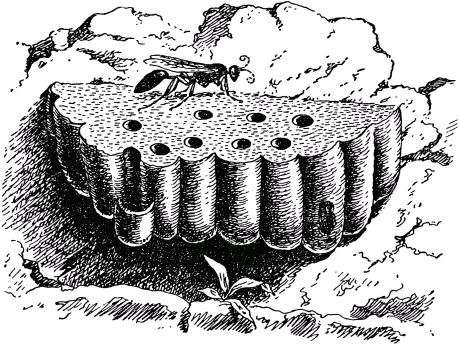 Жан-Анри Фабр - Жизнь насекомых. Рассказы энтомолога
