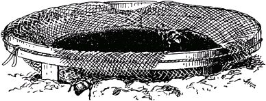 Жизнь насекомых. Рассказы энтомолога