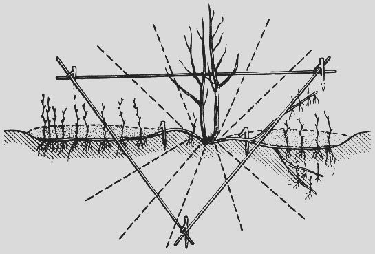 Николай Звонарев - Крыжовник. Сажаем, выращиваем, заготавливаем