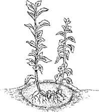 Оксана Петросян - Садовые деревья и кустарники