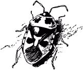 Жизнь насекомых. Рассказы энтомолога